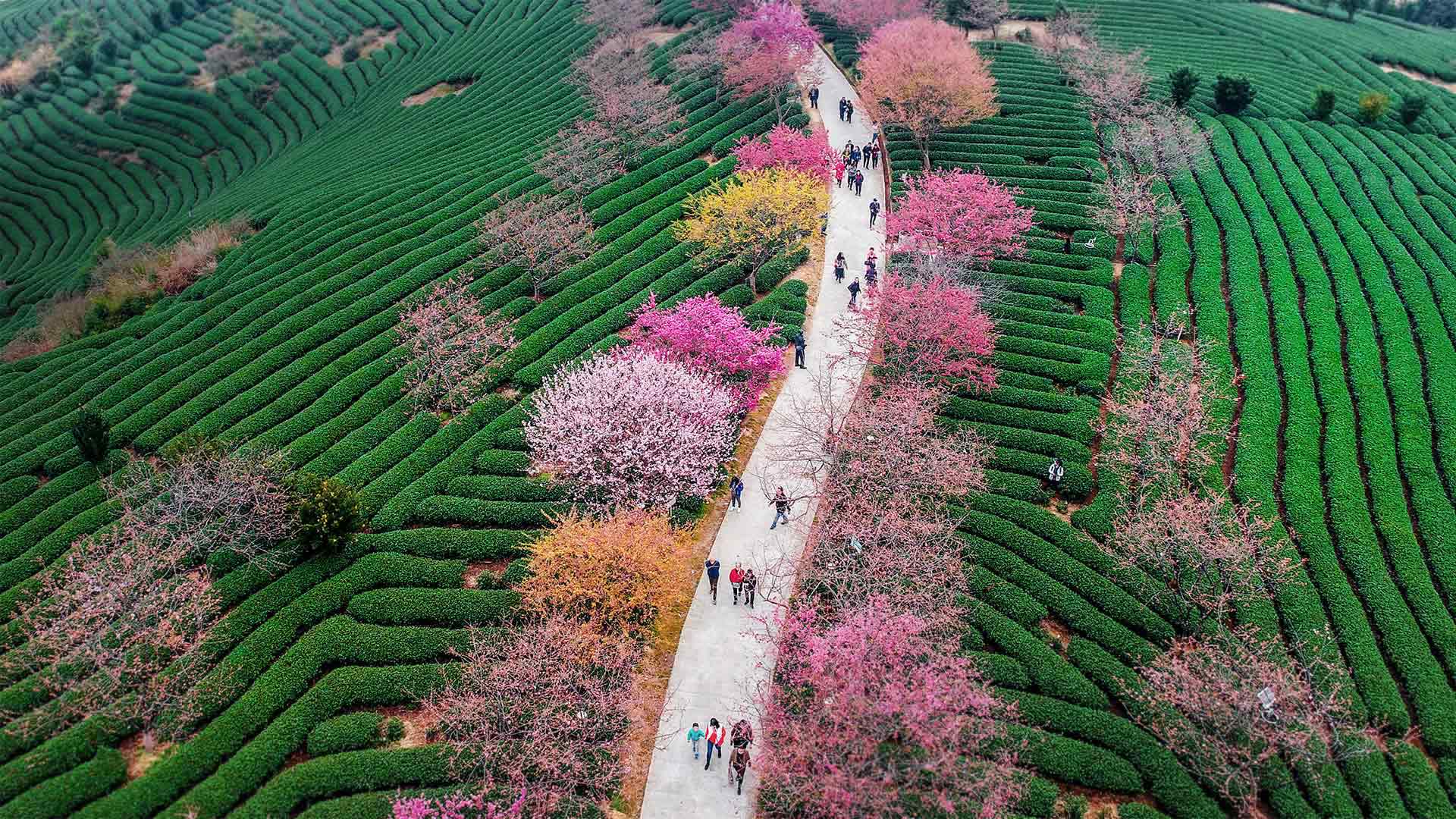 Blossoming cherry trees at a tea plantation in Longyan, China (© VCG/Getty Images)(Bing United Kingdom)