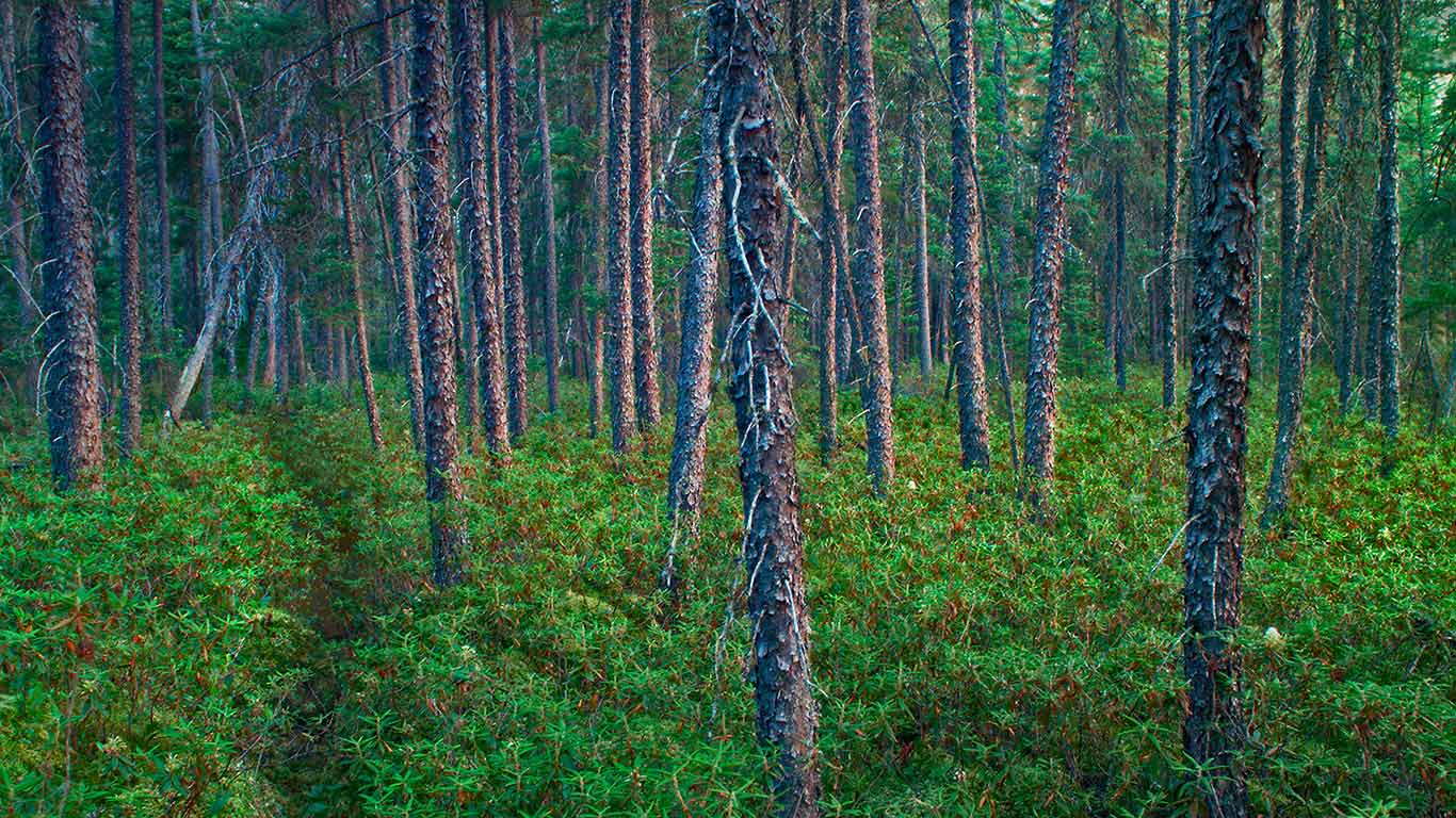Black spruce trees in Superior National Forest, Minnesota (© Jim Brandenburg/Minden Pictures)(Bing United States)