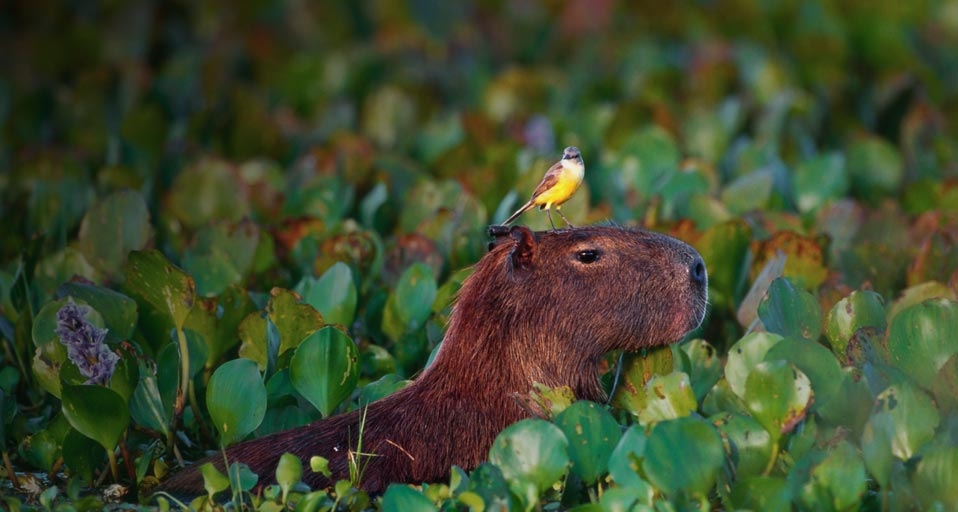Bird perched atop a wading Capybara in Pantanal Matogrossense National Park, Brazil -- Theo Allofs/Corbis &copy; (Bing United Kingdom)