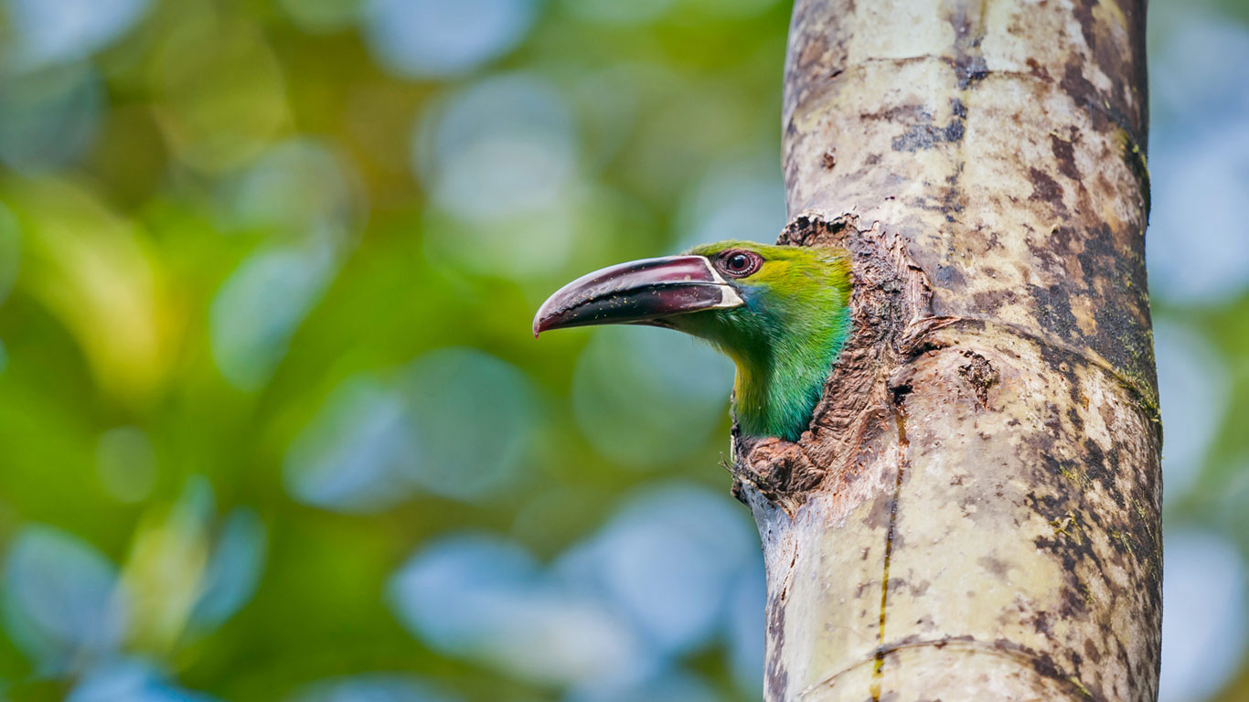 Blutbürzelarassari im Naturschutzgebiet Refugio Paz de Las Aves, Ecuador (© Tui De Roy/Minden Pictures)(Bing Deutschland)