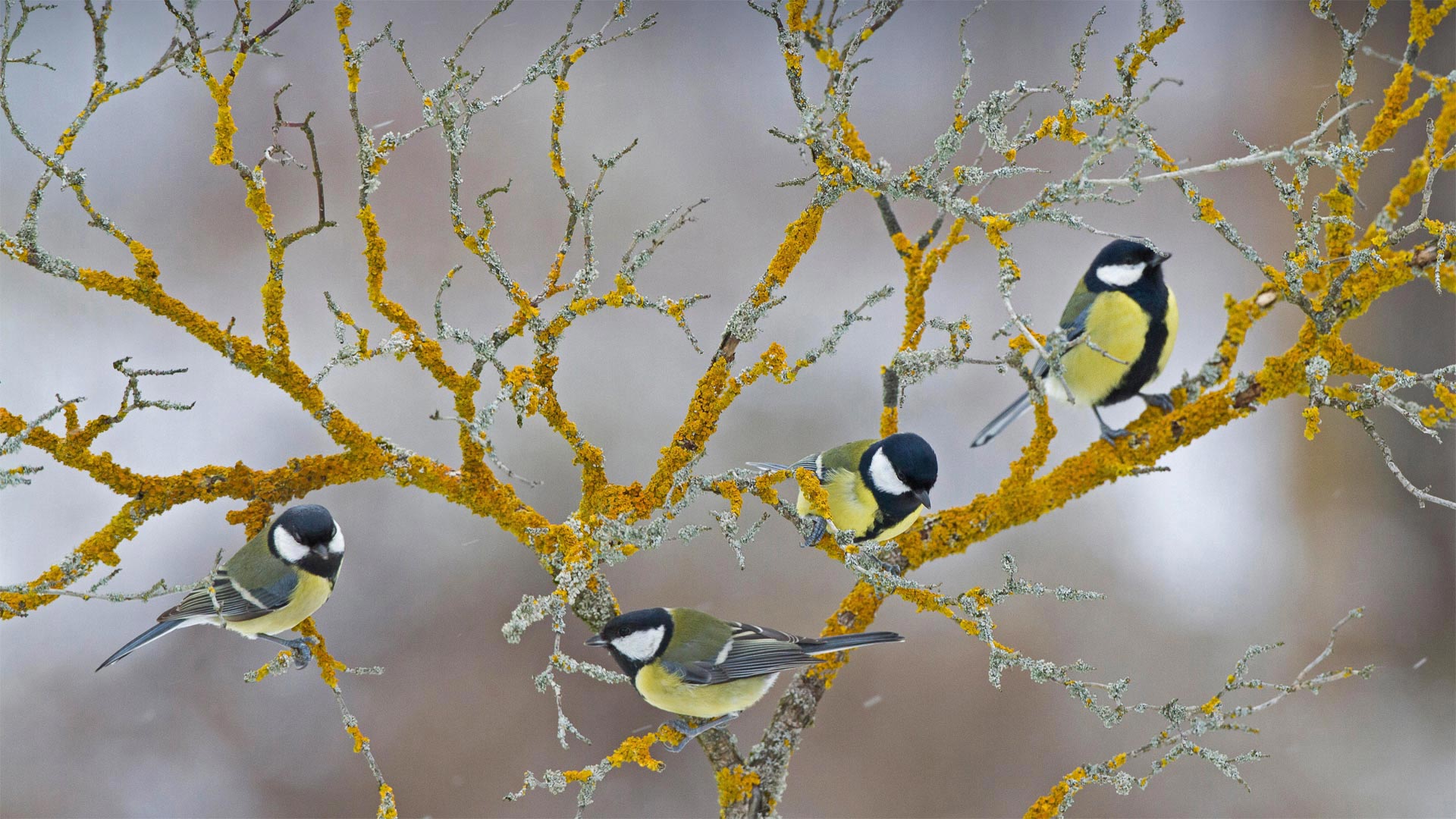 Kohlmeisen auf einem Zweig, Frankreich (© Eric Ferry/Alamy)(Bing Deutschland)