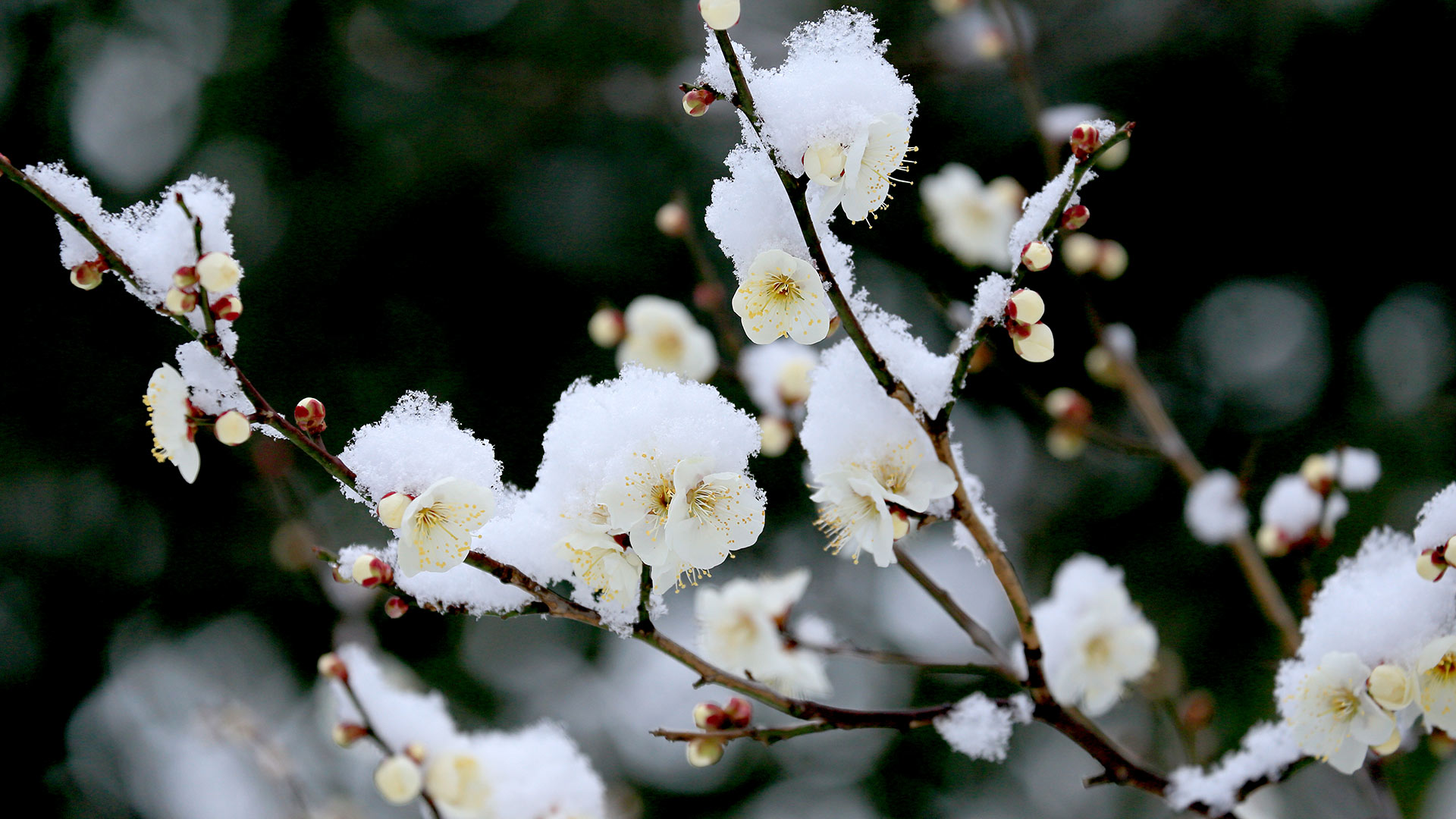 雪中の白梅 (© sakasyou/iStock/Getty Images Plus)(Bing Japan)