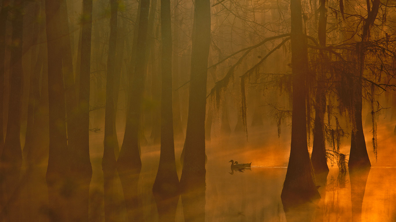 Mallards in a cypress swamp, Calcasieu River, Louisiana, USA (© Tim Fitzharris/Minden Pictures)(Bing United Kingdom)