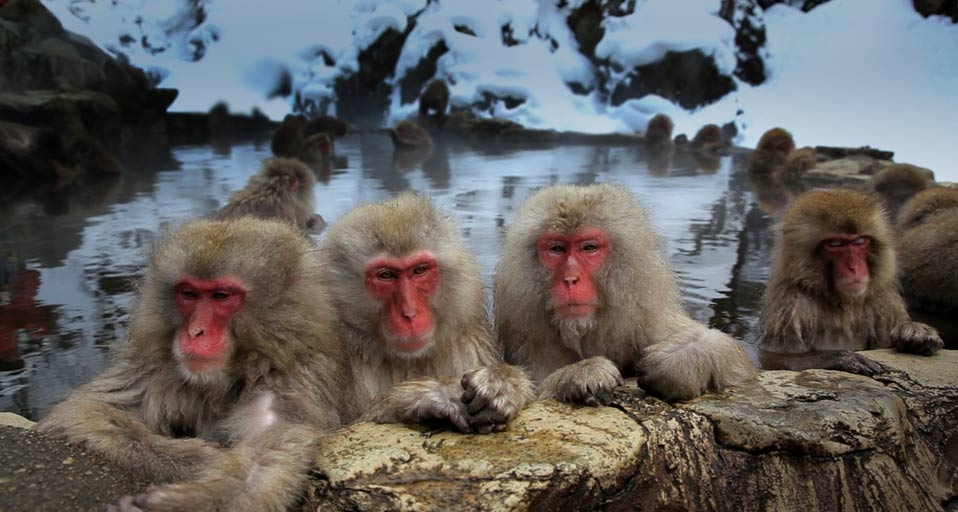 Japanese macaque monkeys in the Jigokudani Nature Reserve, Chubu, Japan (© Peter Adams Photography Ltd./Getty Images) &copy; (Bing United Kingdom)