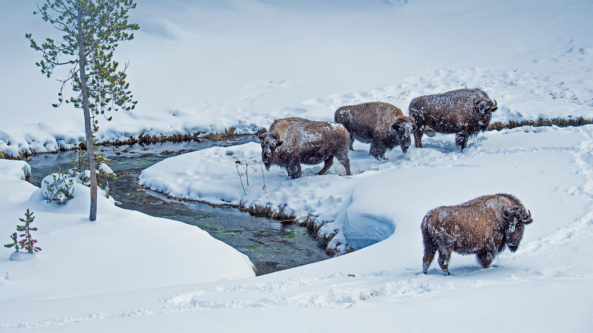 American bison in Yellowstone National Park, Wyoming (© Steve Gettle/Minden Pictures)(Bing Canada)