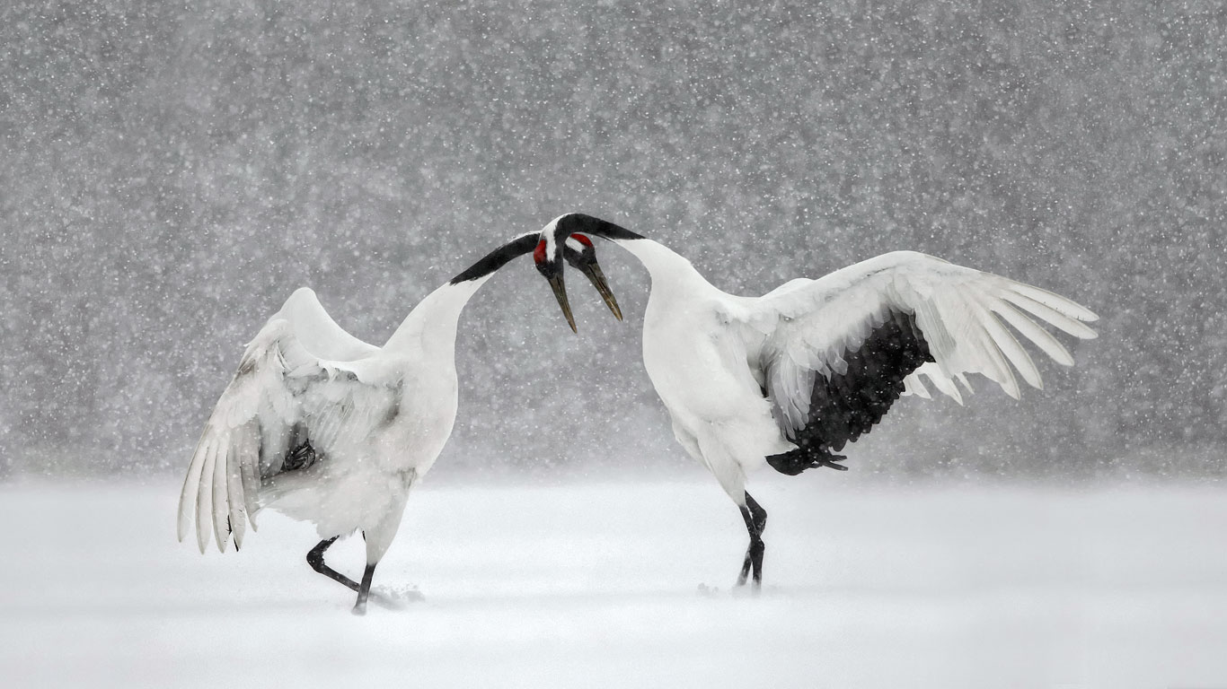 Red-crowned cranes dance in Hokkaido, Japan (© Paul McKenzie/Minden Pictures)(Bing United Kingdom)