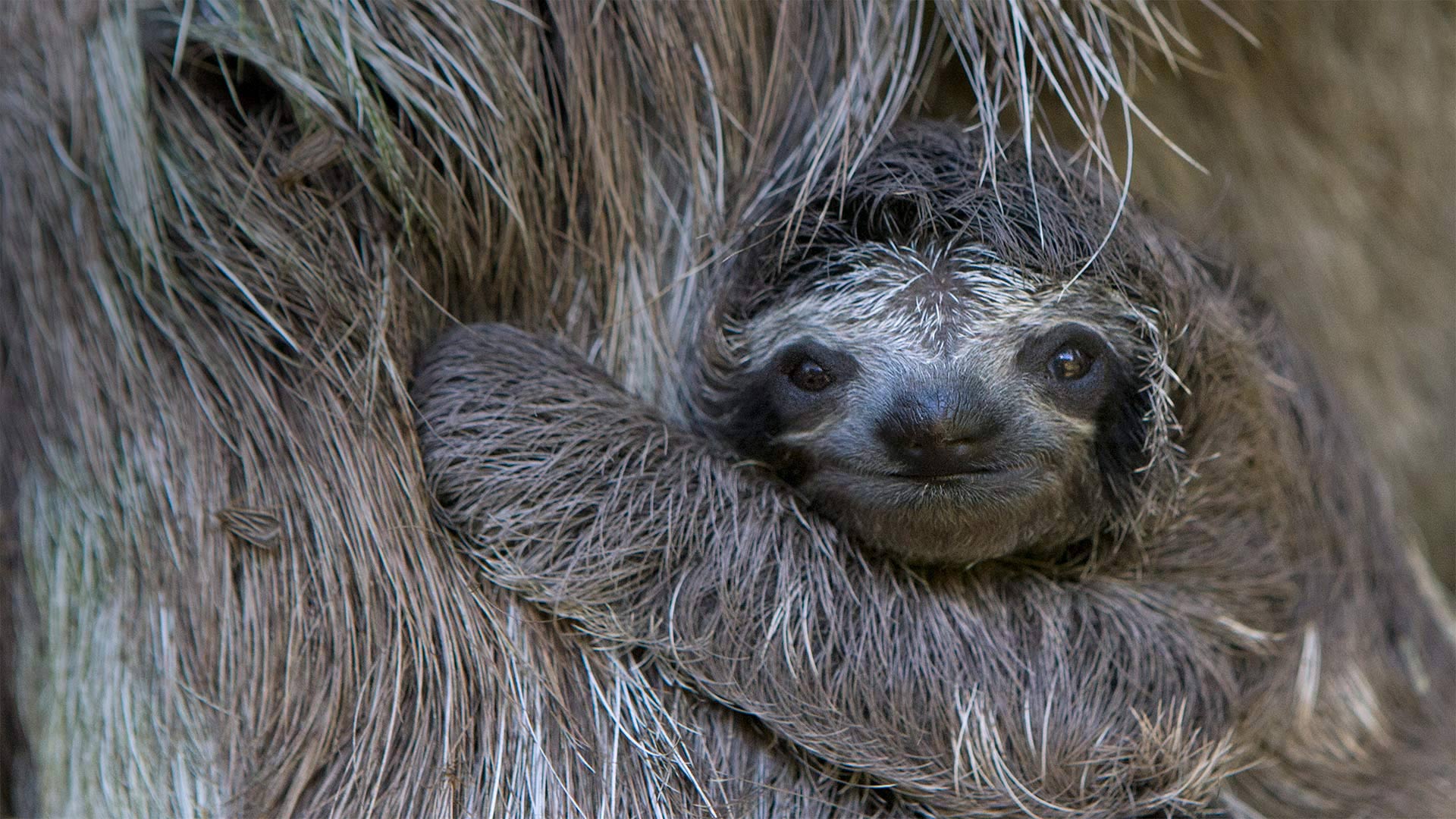 Newborn brown-throated sloth with mother, Sloth Sanctuary of Costa Rica (© Suzi Eszterhas/Minden Pictures)(Bing Canada)