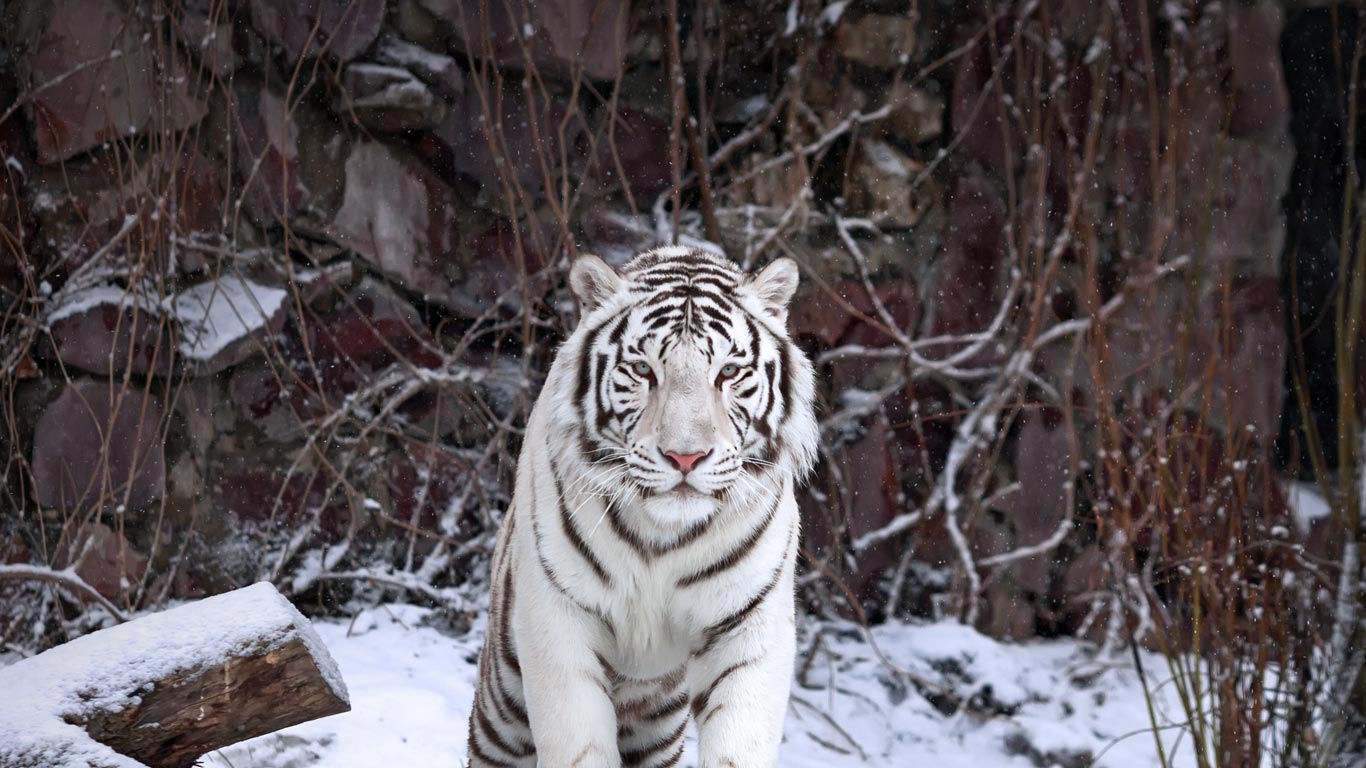 Weißer Tiger im Moskauer Zoo, Moskau, Russland (© andamanec/Shutterstock)(Bing Deutschland)
