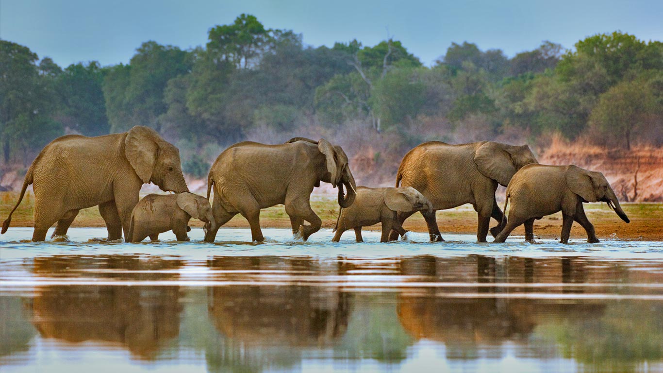 Elephants crossing Luangwa River, Zambia (© Frans Lanting/Gallery Stock)(Bing United Kingdom)