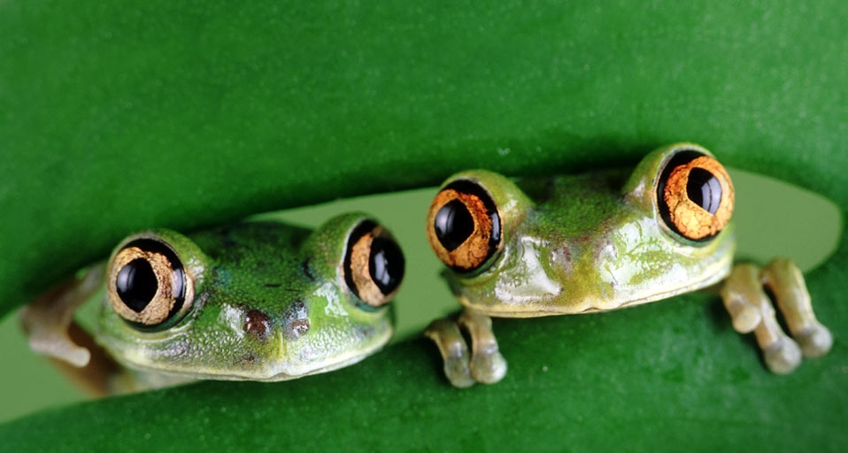 Two Tree Frogs staring from behind a leaf -- David Aubrey/CORBIS &copy; (Bing United Kingdom)