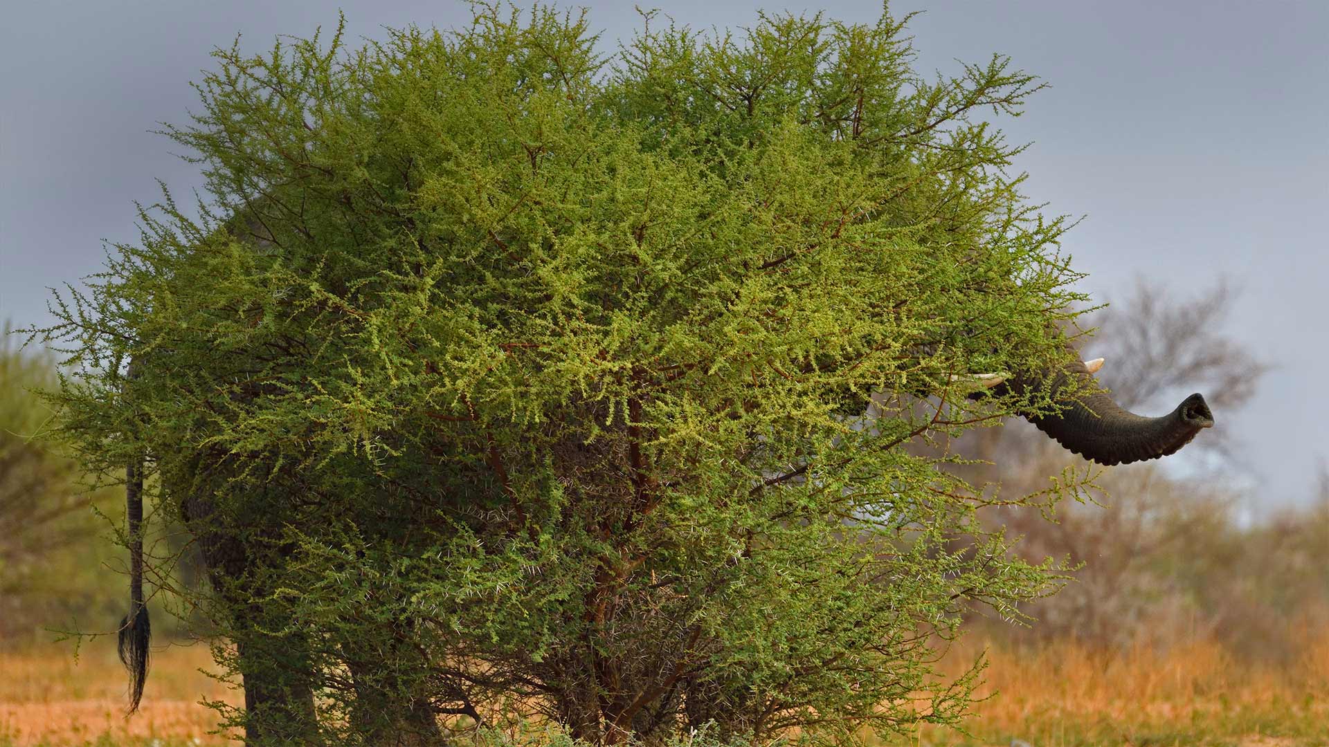 ｢見えないゾウ｣南アフリカ, マラケレ国立公園 (© Staffan Widstrand/Minden Pictures)(Bing Japan)