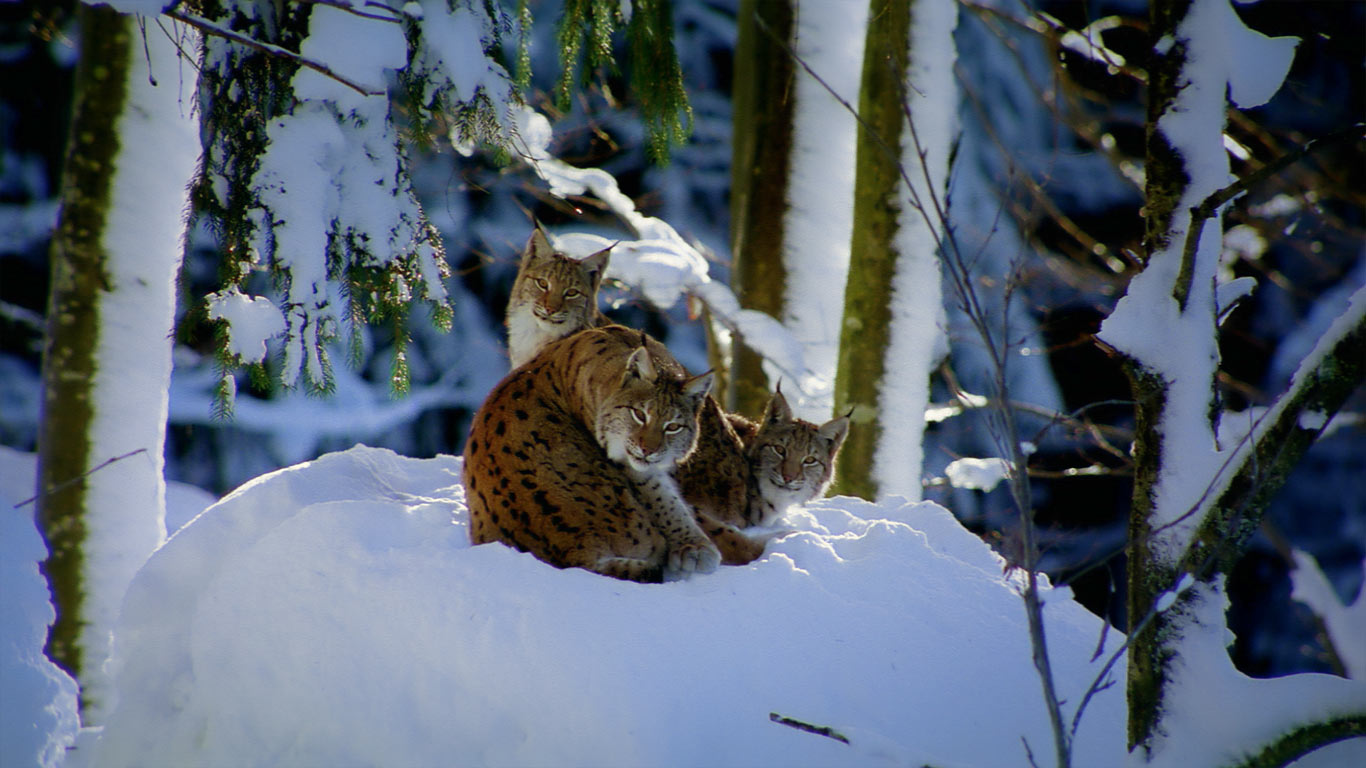 Lynx in Bavarian forest, Germany (© Framepool)(Bing United Kingdom)