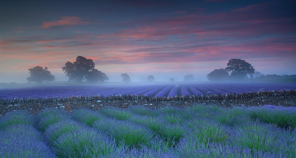 Champs de lavande au lever du soleil (© Antony Spencer/Getty images) &copy; (Bing France)