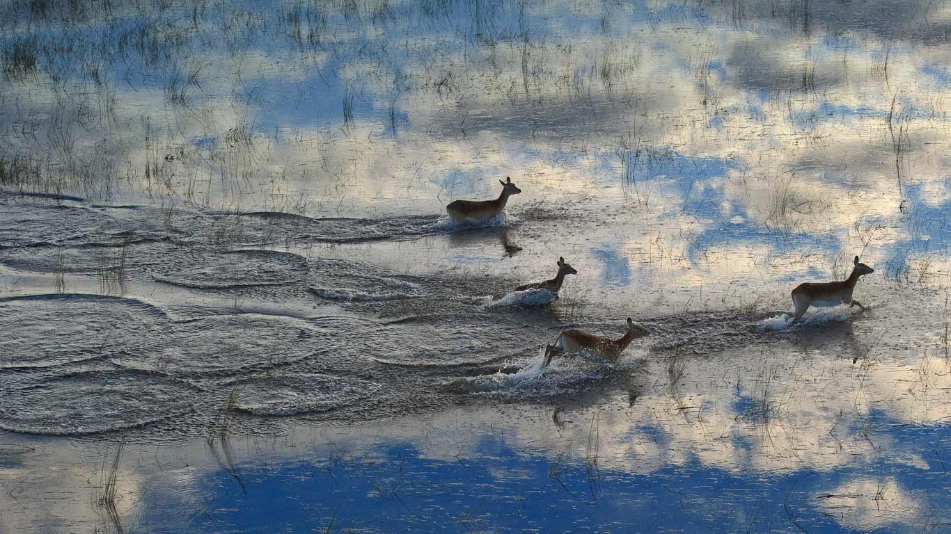 Lechwes running in the Okavango Delta floodplain in Botswana (© Sergey Gorshkov/Minden Pictures)(Bing United Kingdom)