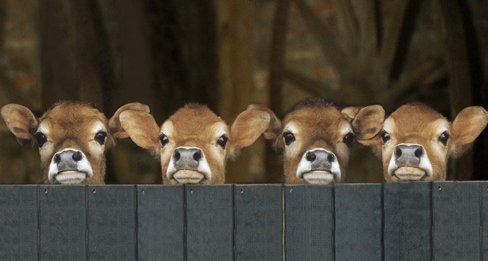 Jersey cows in stable (©Juniors Bildarchiv/age fotostock) &copy; (Bing United Kingdom)