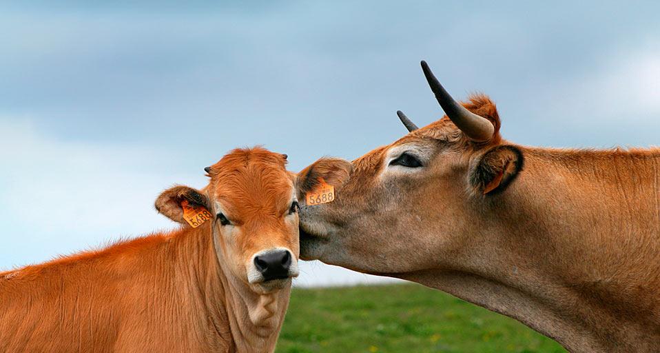 Vache aubrac avec son petit, Lozère, Languedoc-Roussillon (© les Corniere/Minden Pictures)(Bing France)