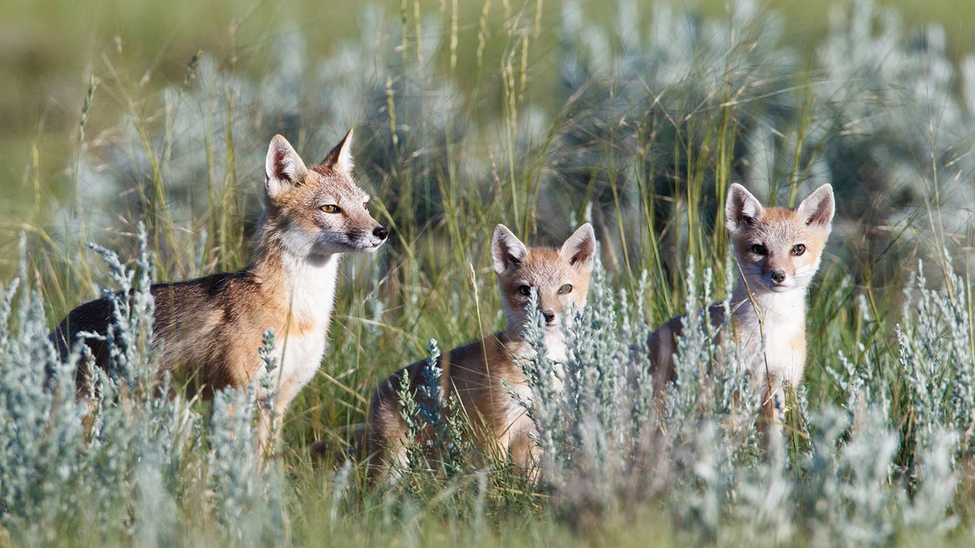 Wild swift fox (vulpes velox) family in the Canadian Prairies (© John E Marriott/Getty Images)(Bing Canada)