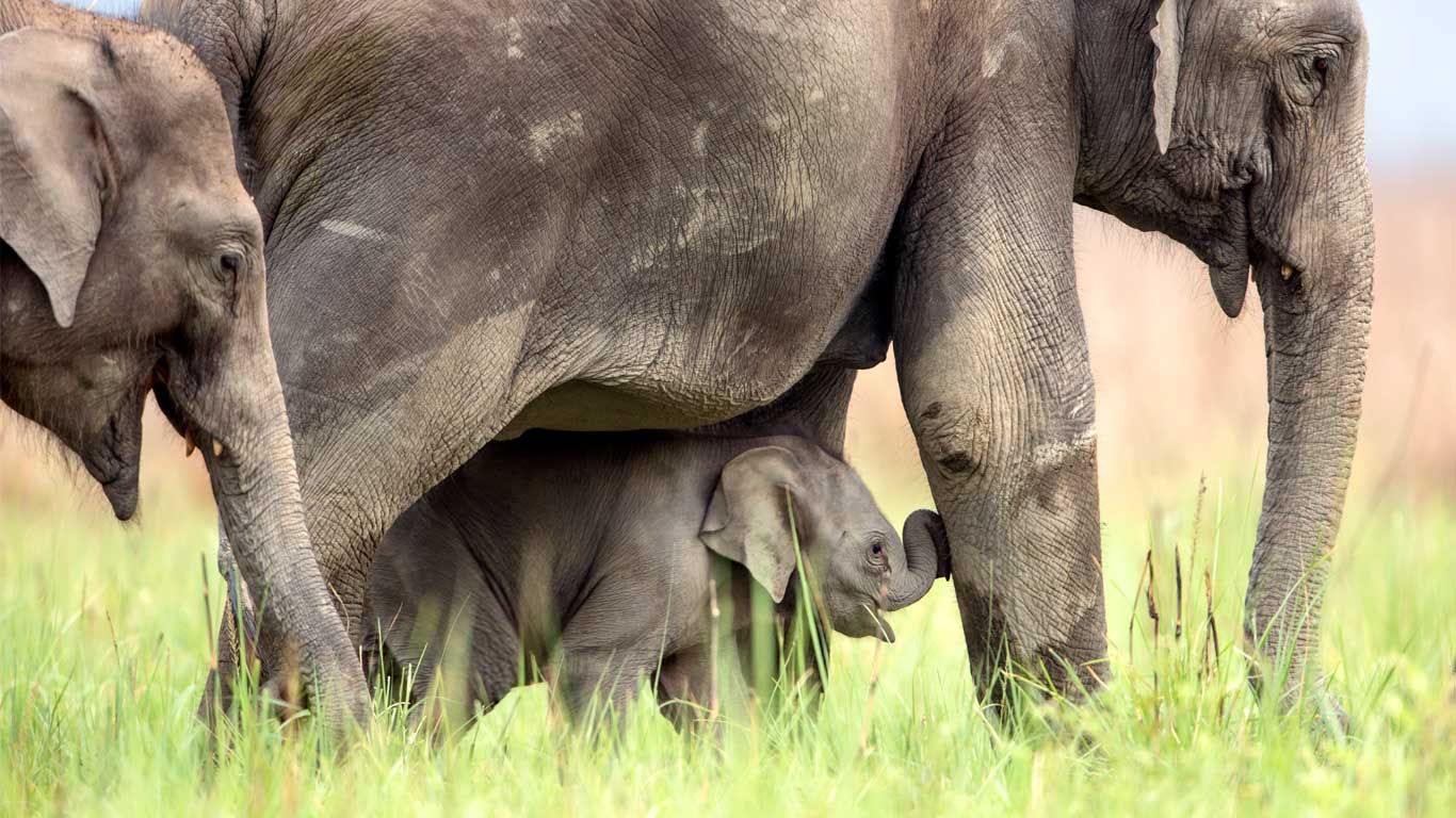 Asian elephants at Jim Corbett National Park, India (© Yashpal Rathore/Minden Pictures)(Bing United Kingdom)