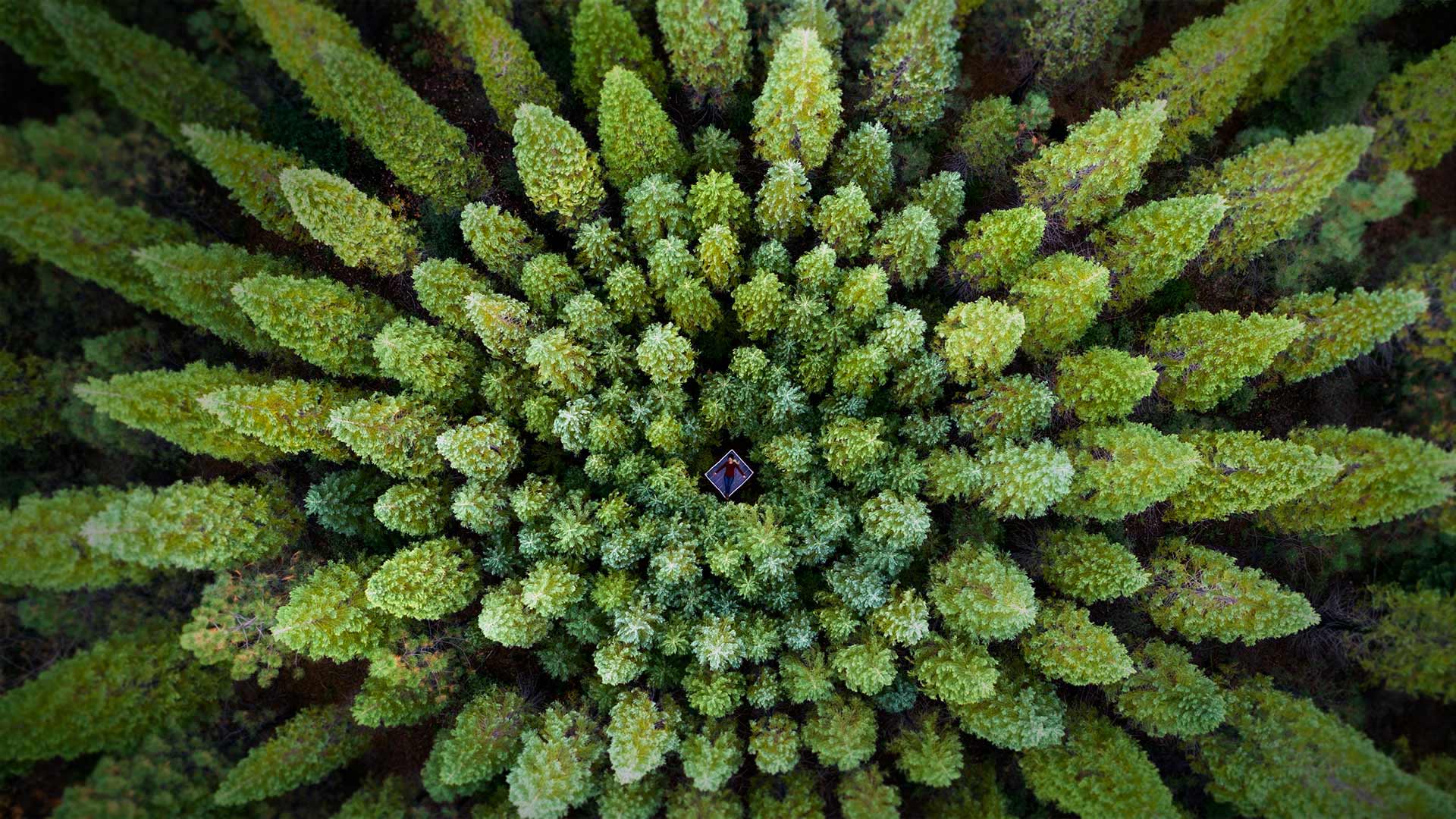 For Earth Month, a symmetrical forest known as a Nelder plot (© Rachid Dahnoun/Tandem Stills + Motion)(Bing United Kingdom)