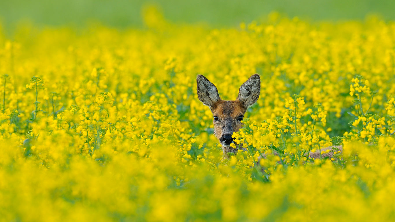 Reh im Rapsfeld, Hessen, Deutschland (© Michael Breuer/Getty Images)(Bing Deutschland)