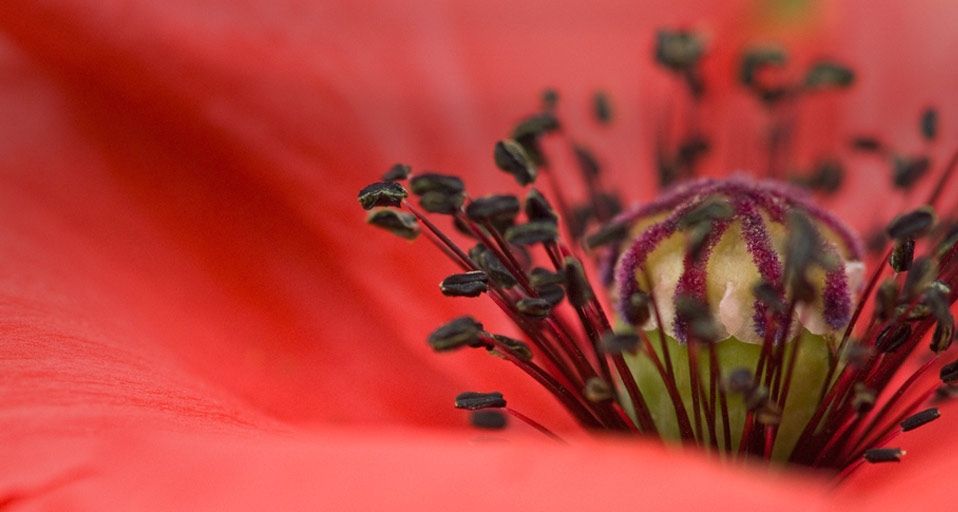 Close up of red poppy (© Deb Casso/OJO Images/Getty Images) &copy; (Bing United Kingdom)