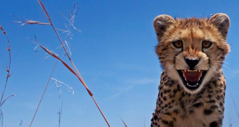 Adolescent Cheetah, Maasai Mara, Kenya (© Anup Shah/Corbis) &copy; (Bing United Kingdom)