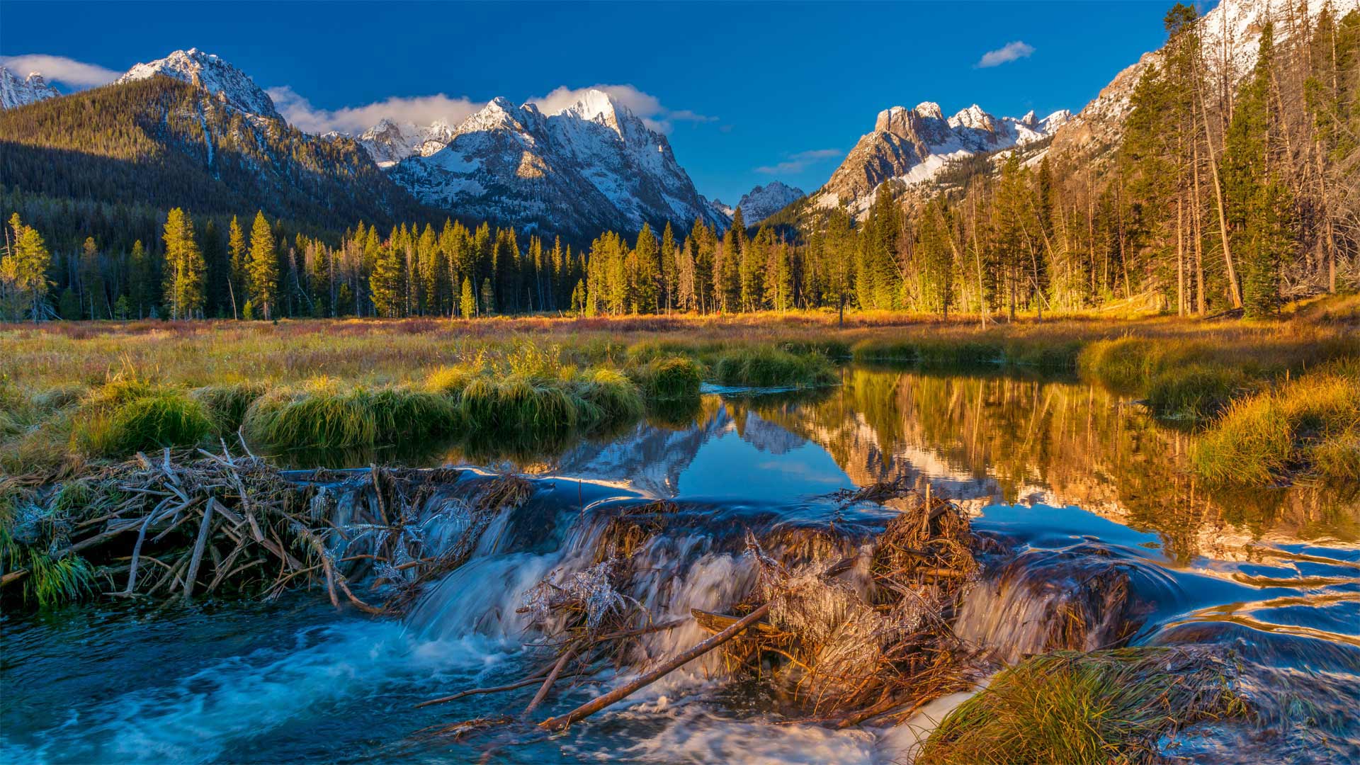 Beaver dam in the Sawtooth National Forest, Idaho, USA (© Charles Knowles/Alamy)(Bing United Kingdom)