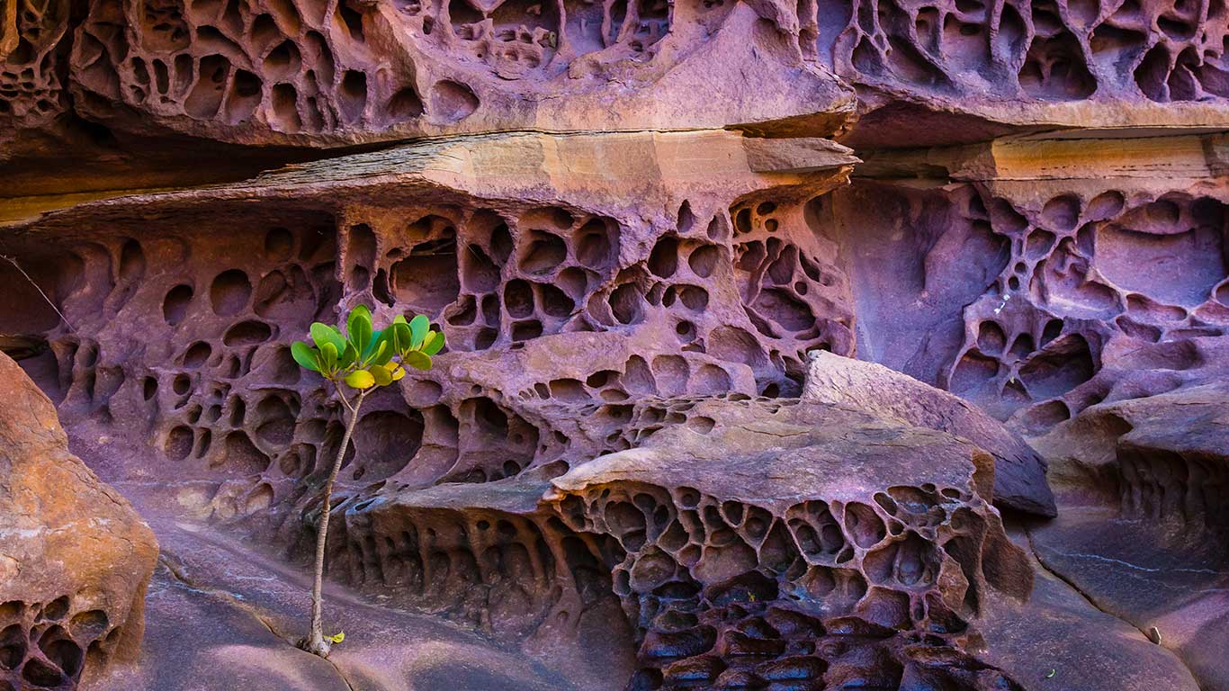 蜂窝状风化作用，澳大利亚 (© Ralph Lee Hopkins/Shutterstock/Offset)(Bing China)