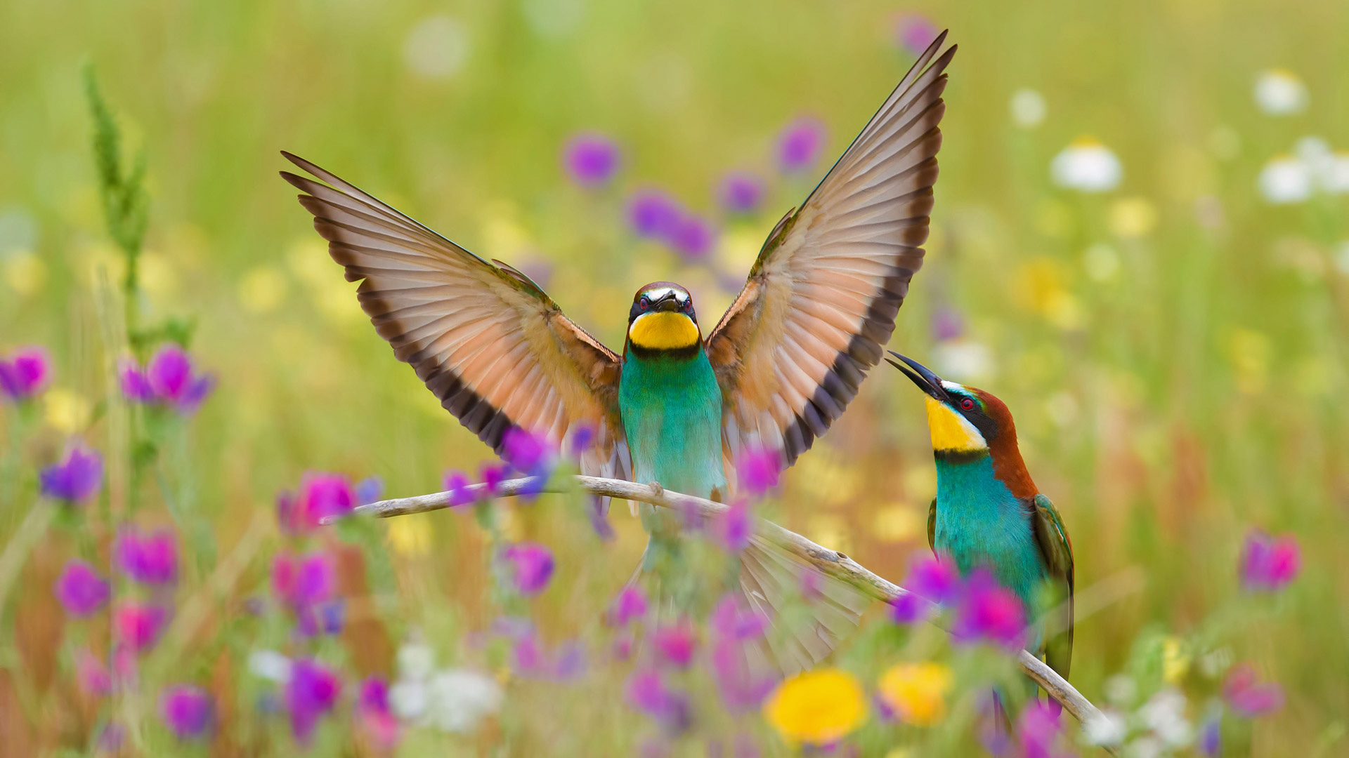 European bee-eaters in the Extremadura region of Spain (© Martin Demmel/Offset)(Bing United Kingdom)