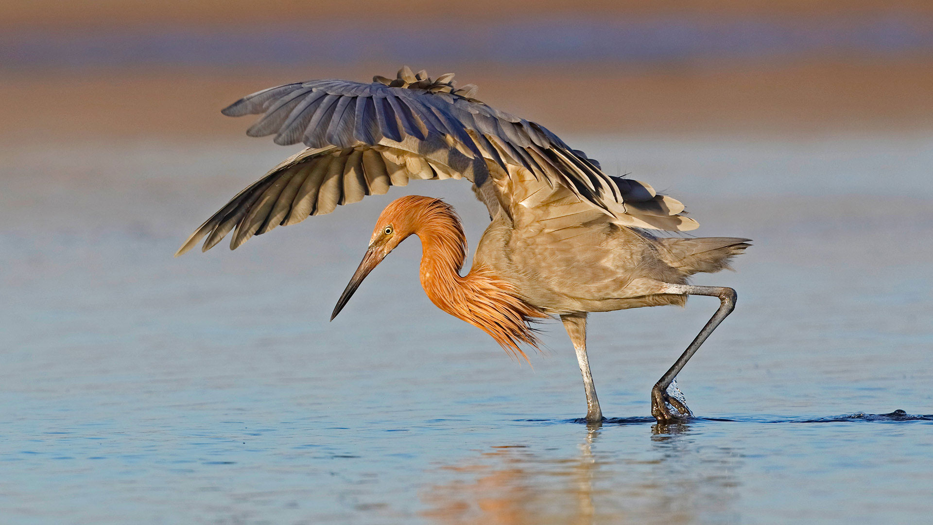 A reddish egret hunts in Fort De Soto Park, Florida, USA (© Brian Lasenby/Getty Images)(Bing United Kingdom)