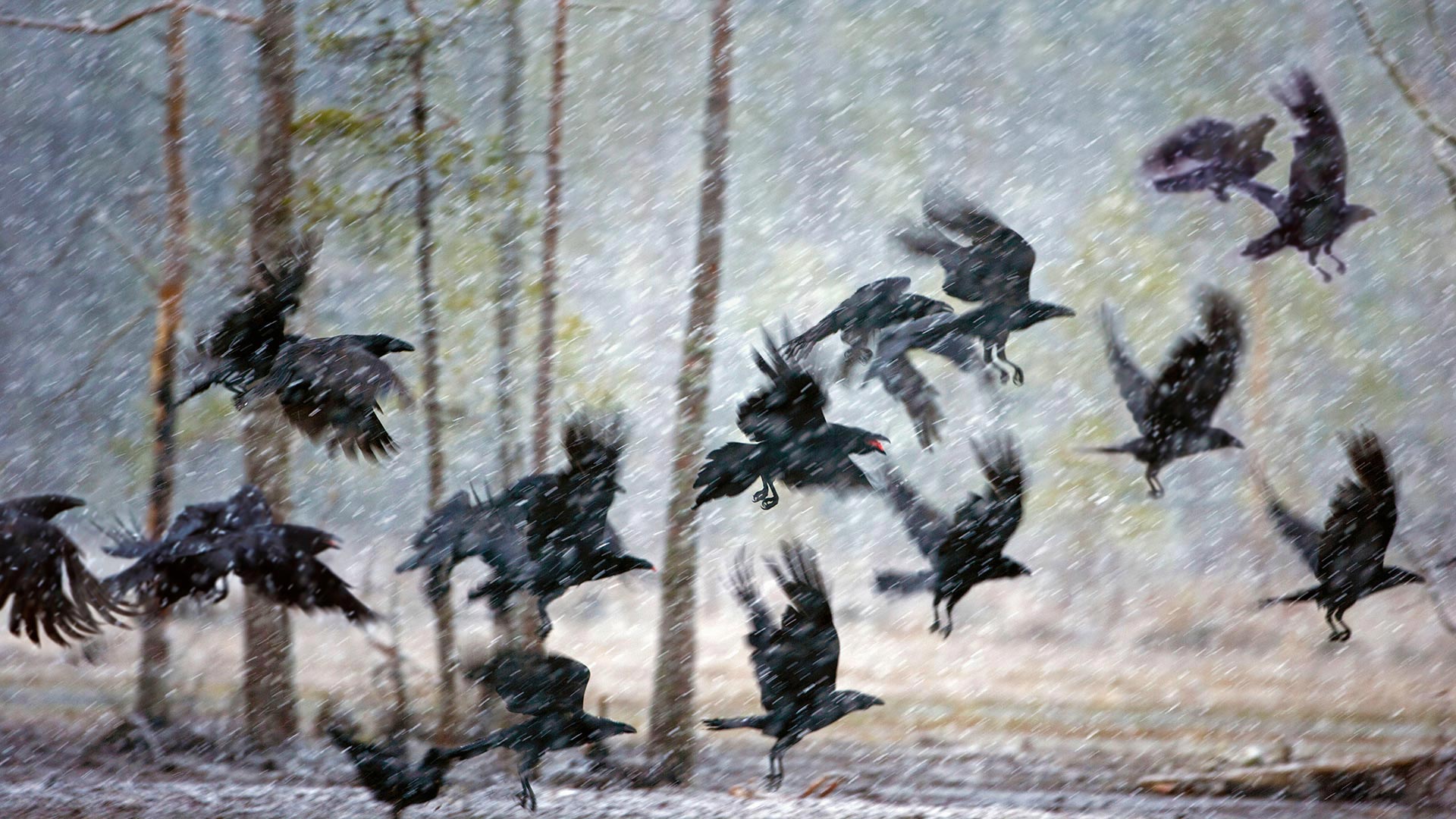 Ravens in a snowstorm near Kuhmo, Finland (© Frans Lemmens/Alamy)(Bing United Kingdom)