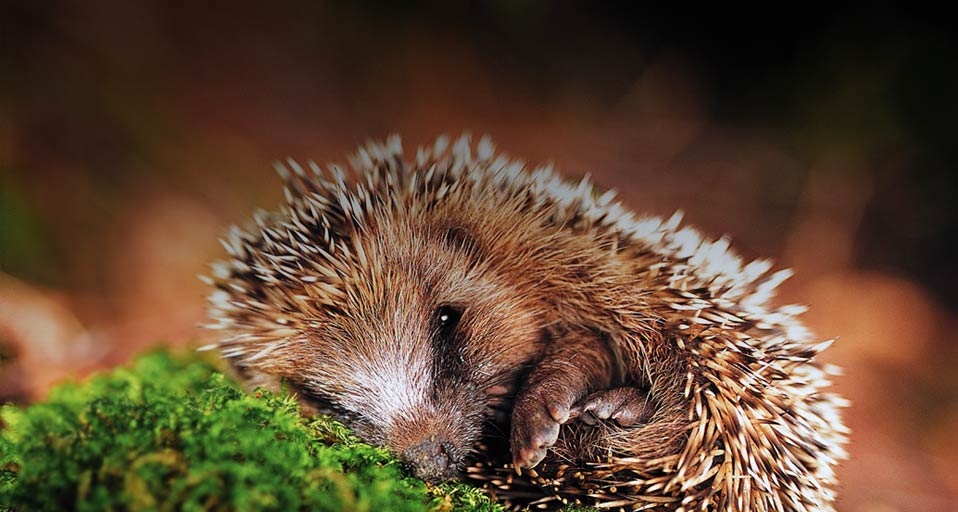Hedgehog -- Images, Agence Photographique/eStock Photo &copy; (Bing United Kingdom)