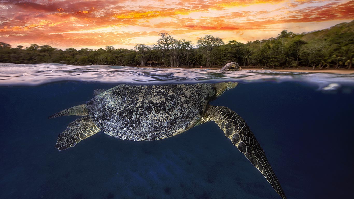 Green sea turtle at dusk, Mayotte, Indian Ocean (© Gabriel Barathieu/Biosphoto/Minden Pictures)(Bing United Kingdom)