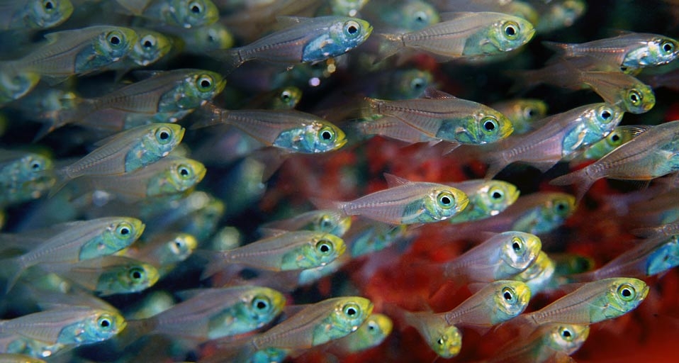 Pygmy sweepers in the Andaman Sea, off the coast of Thailand (© Georgie Holland/age fotostock) &copy; (Bing Canada)