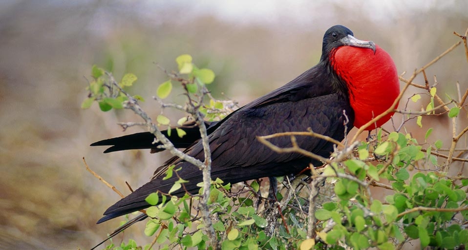 Male Great Frigatebird  in full display, Galapagos Islands, Ecuador -- Yvette Cardozo/Photolibrary &copy; (Bing United Kingdom)