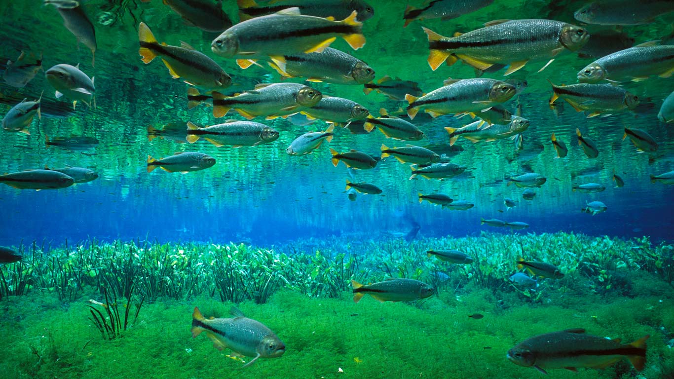 Piraputanga schooling in the Cerrado, Brazil (© Luciano Candisani/Minden Pictures)(Bing United Kingdom)