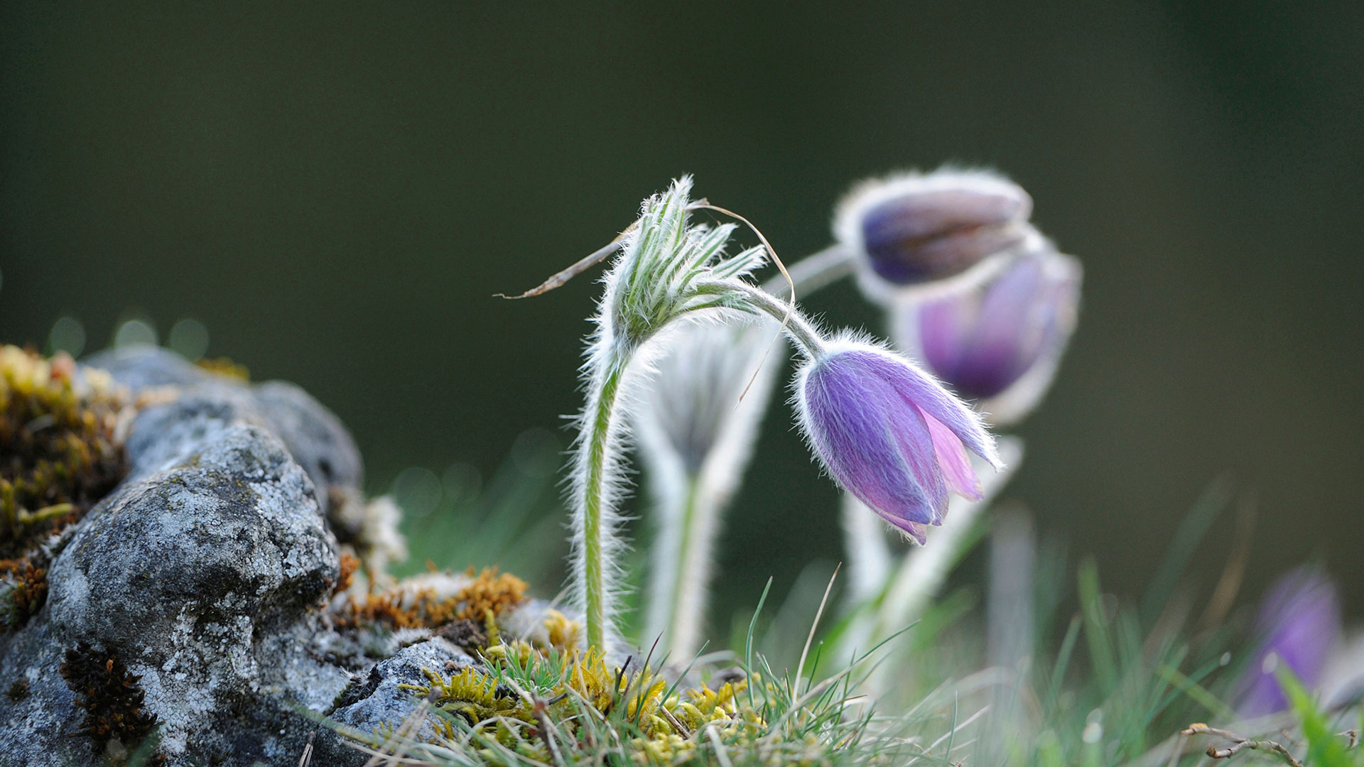 Gewöhnliche Kuhschelle (Pulsatilla vulgaris) zu Frühlingsbeginn, Oberpfalz, Bayern (© Design Pics/Alamy Stock Photo)(Bing Deutschland)