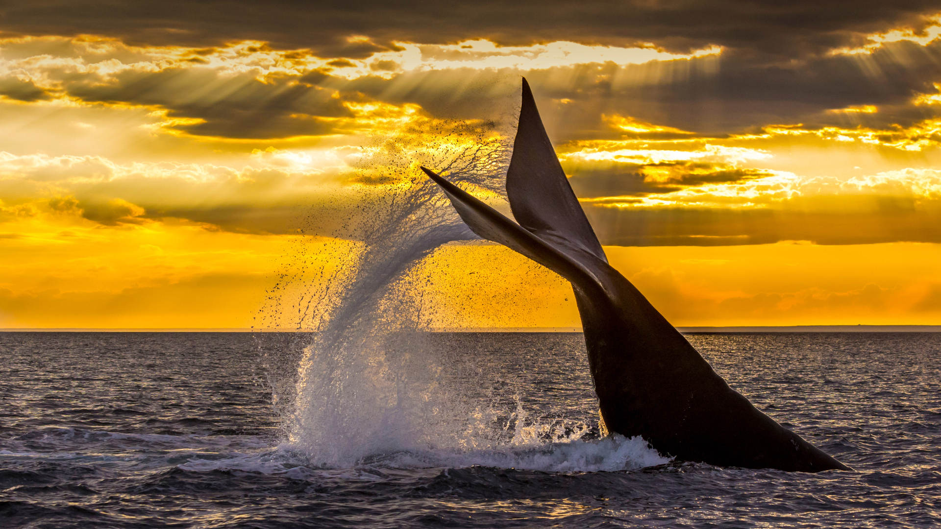 Southern right whale diving in the Golfo Nuevo near the Valdes Peninsula, Argentina (© Gabriel Rojo/Minden Pictures)(Bing United Kingdom)
