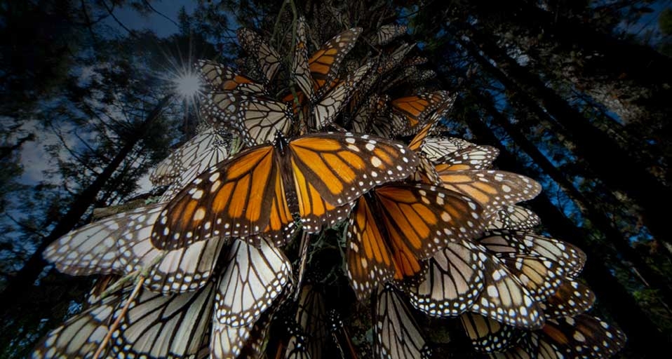 Monarch butterflies migrating to Central Mexico -- Richard Ellis/Getty Images &copy; (Bing United Kingdom)