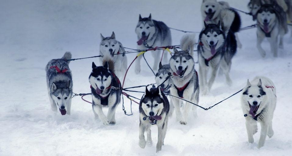 Die Hunde von Karen Ramstead während des Iditarod-Rennens 2005 in Alaska (© AlaskaStock/Photolibrary) &copy; (Bing Germany)