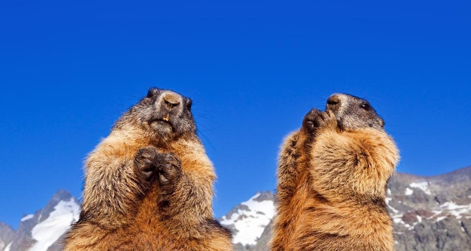 Alpine marmots in Grossglockner, Austria (© Westend/Superstock) &copy; (Bing United Kingdom)
