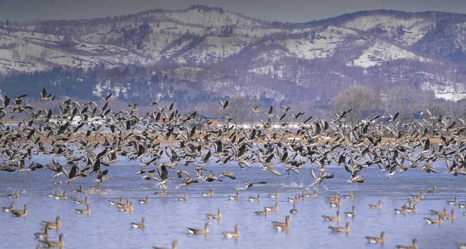｢宮島沼のマガン｣北海道, 美唄市 -- JTB Photo/Photolibrary &copy; (Bing Japan)