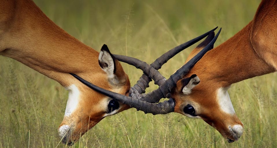 Young impala bucks spar in a test of strength in the grasslands of Serengeti National Park, Tanzania -- Joe McDonald/Corbis &copy; (Bing United Kingdom)