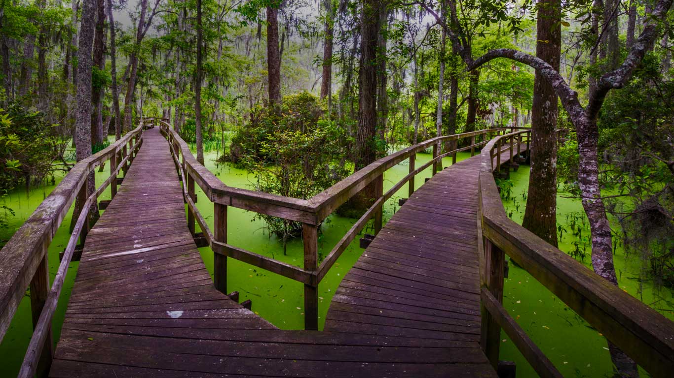 Wooden walkway in the Whooping Crane Pond Conservancy on Hilton Head Island, South Carolina (© Rachid Dahnoun/Tandem Stills + Motion)(Bing United Kingdom)