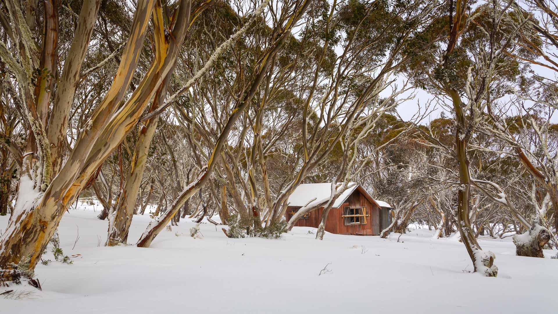 Cattleman’s hut at Dinner Plain, Victoria (© Viewhillphoto/iStock/Getty Images Plus)(Bing Australia)