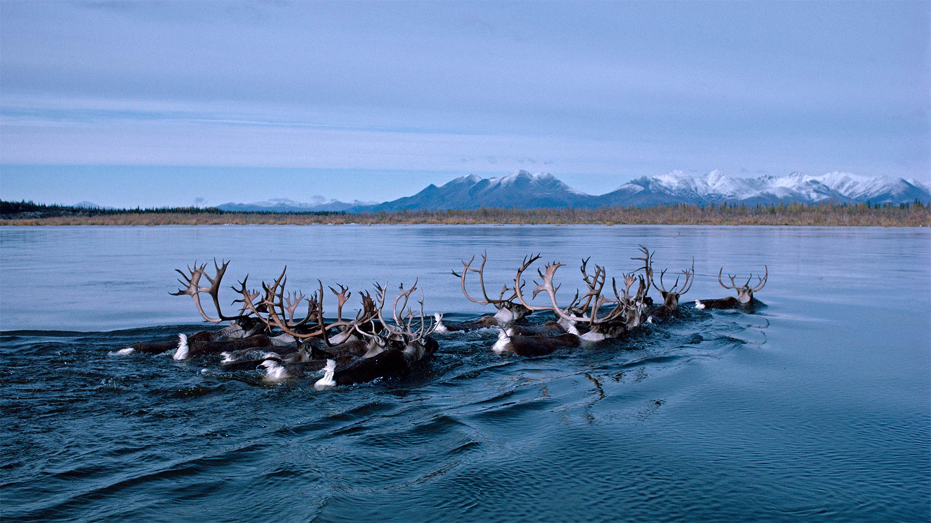 Wild reindeer swimming across the Kobuk River in Alaska, USA (© Michio Hoshino/Minden Pictures)(Bing United Kingdom)