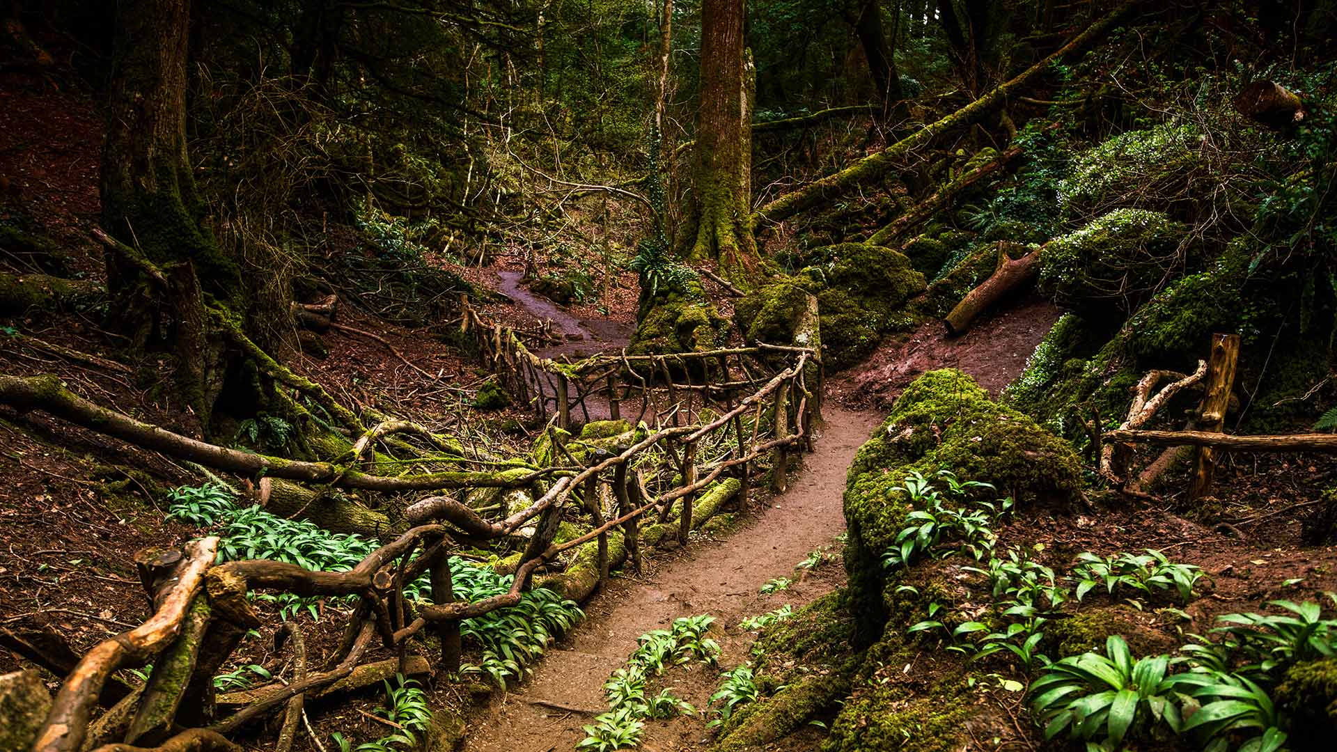 Path through Puzzlewood, Forest of Dean, Gloucestershire (© GuyBerresfordPhotography/iStock/Getty Images Plus)(Bing United Kingdom)