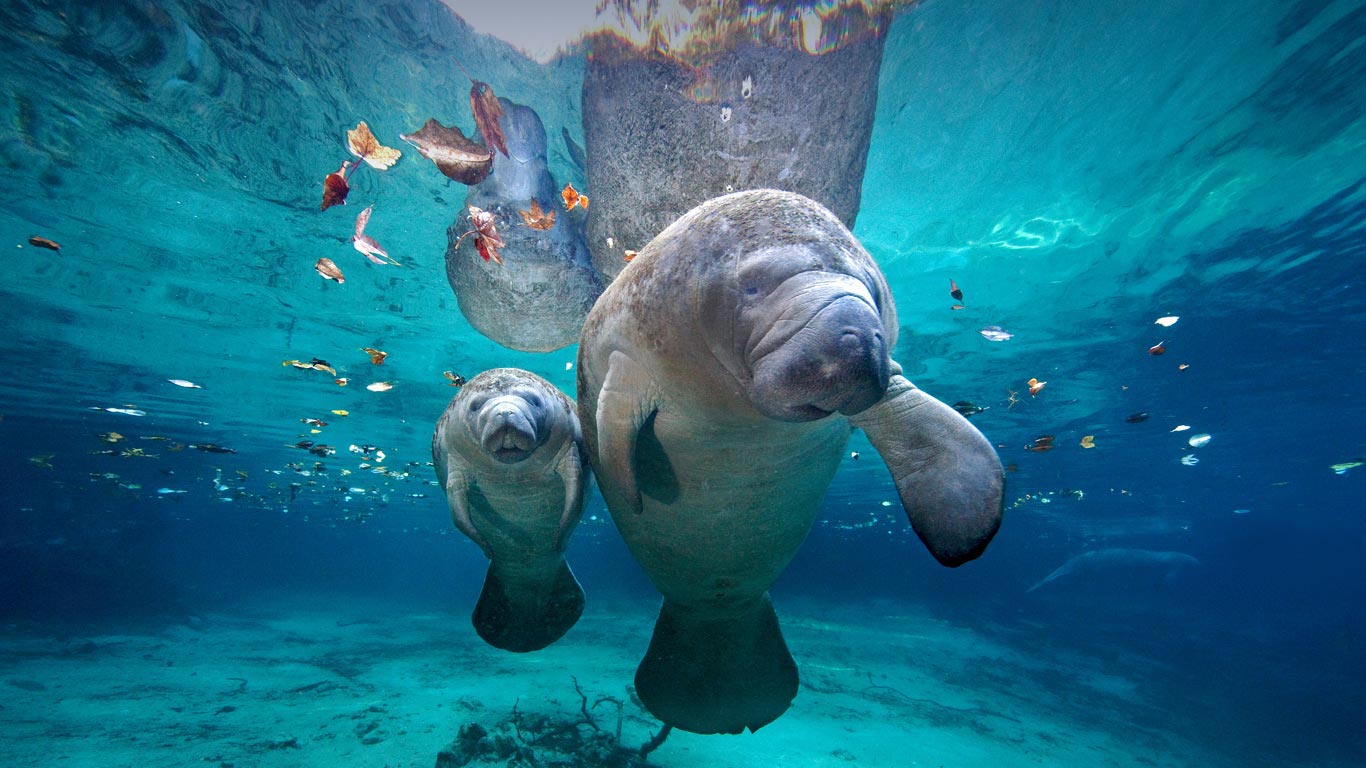 West Indian manatee mom and baby at Three Sisters Springs, Florida (© James R.D. Scott/Getty Images)(Bing Canada)