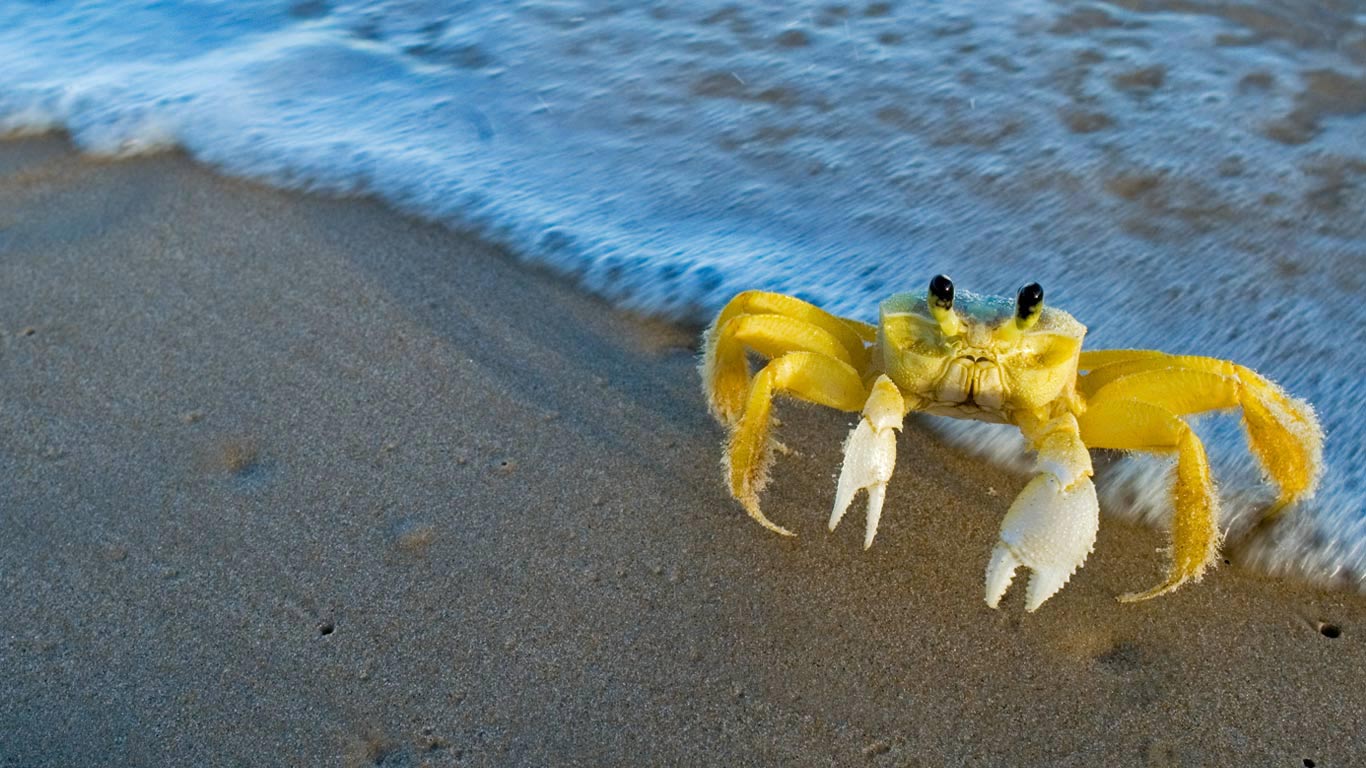 Atlantic ghost crab (© Luciano Candisani/Minden Pictures)(Bing United Kingdom)