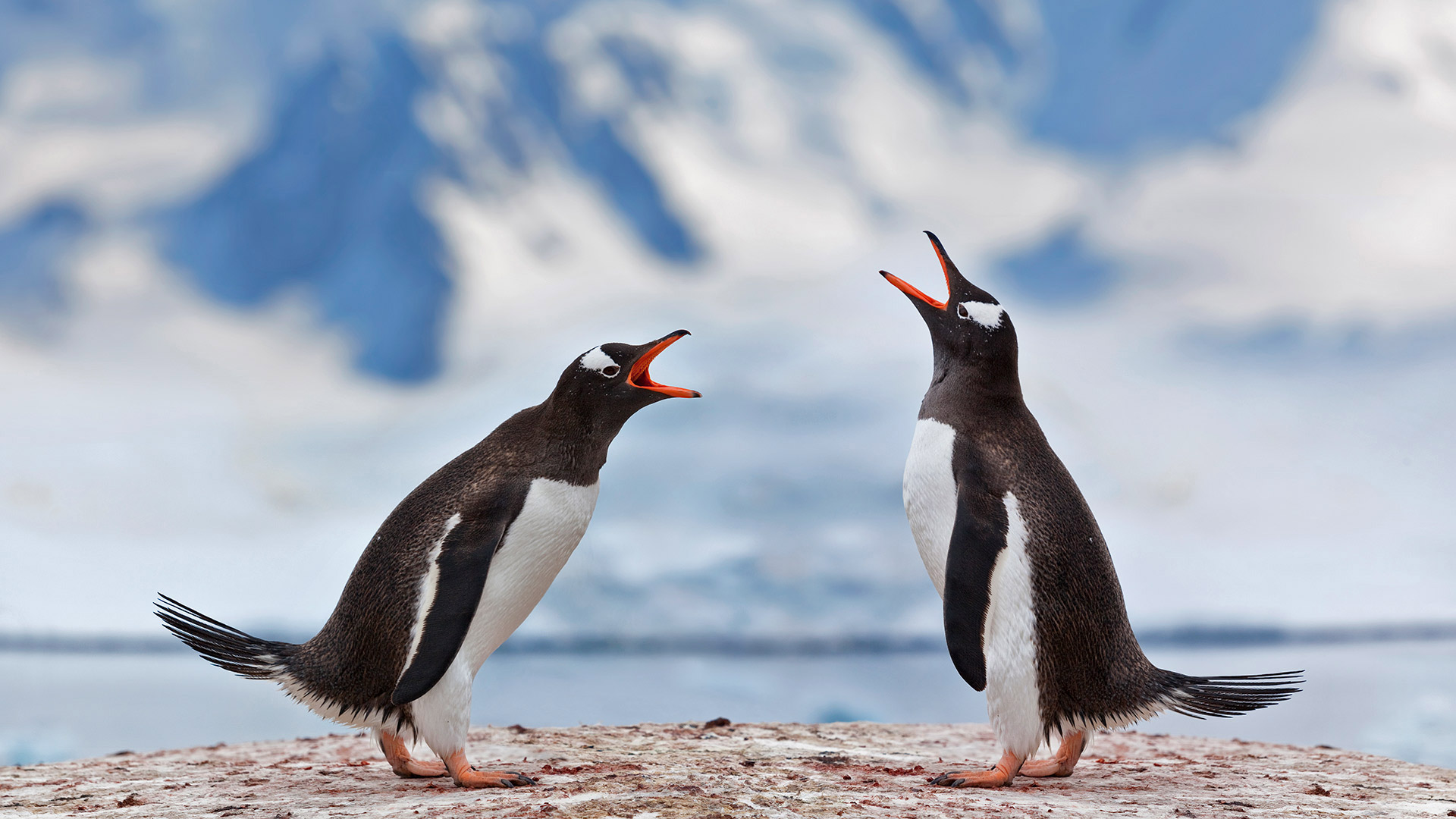 ｢ジェンツーペンギン｣南極 (© Grafissimo/Getty Images)(Bing Japan)